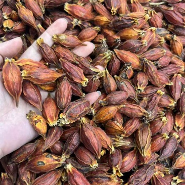 批发香料天然着色剂植物染色原料栀子水栀子