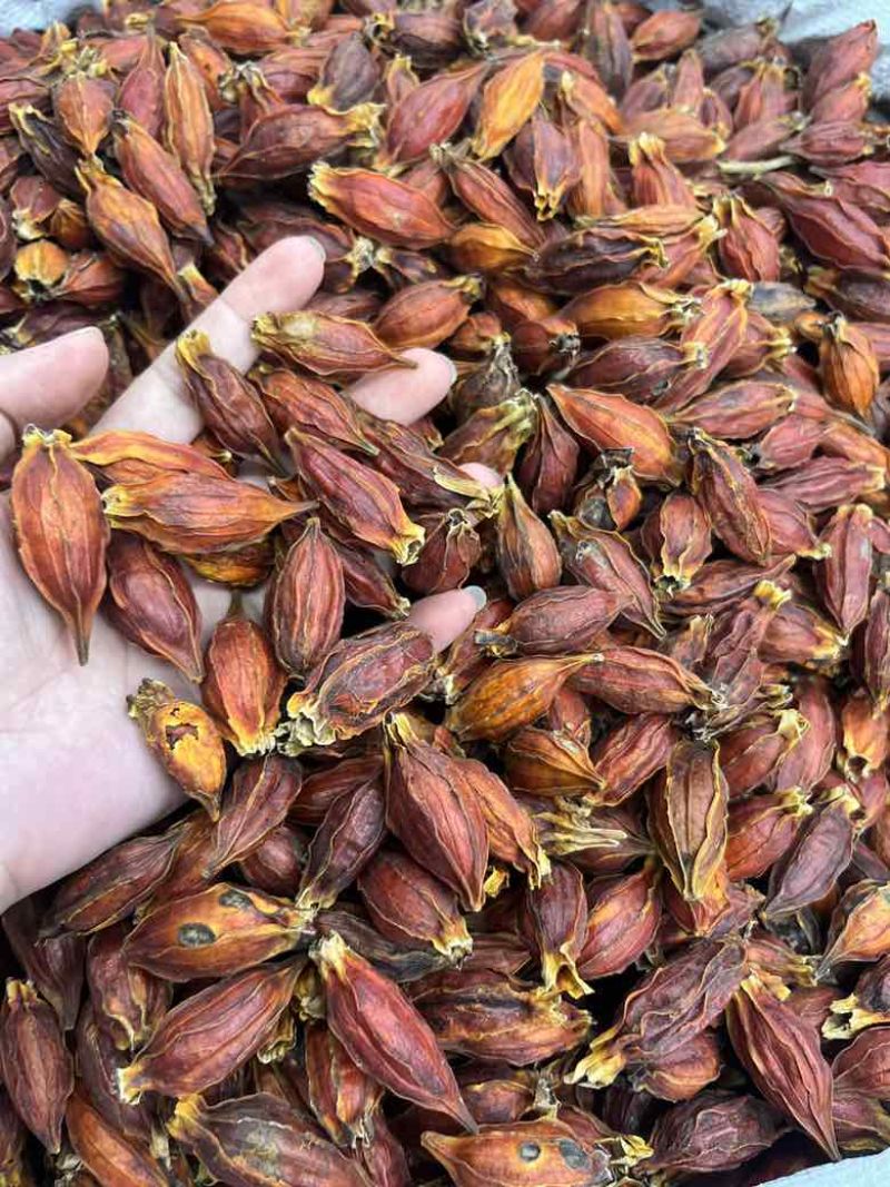 批发香料天然着色剂植物染色原料栀子水栀子