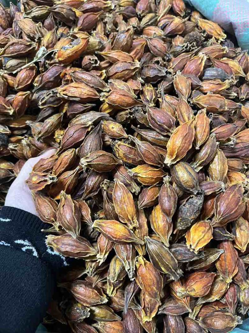 批发香料天然着色剂植物染色原料栀子水栀子