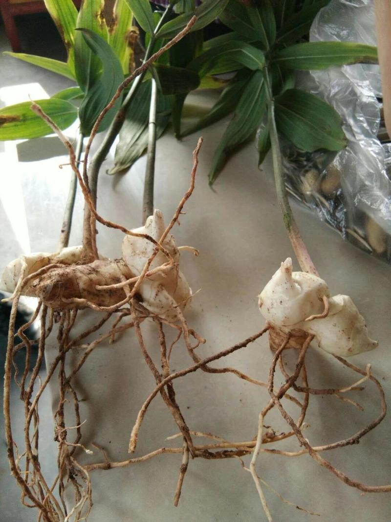 黄精种苗