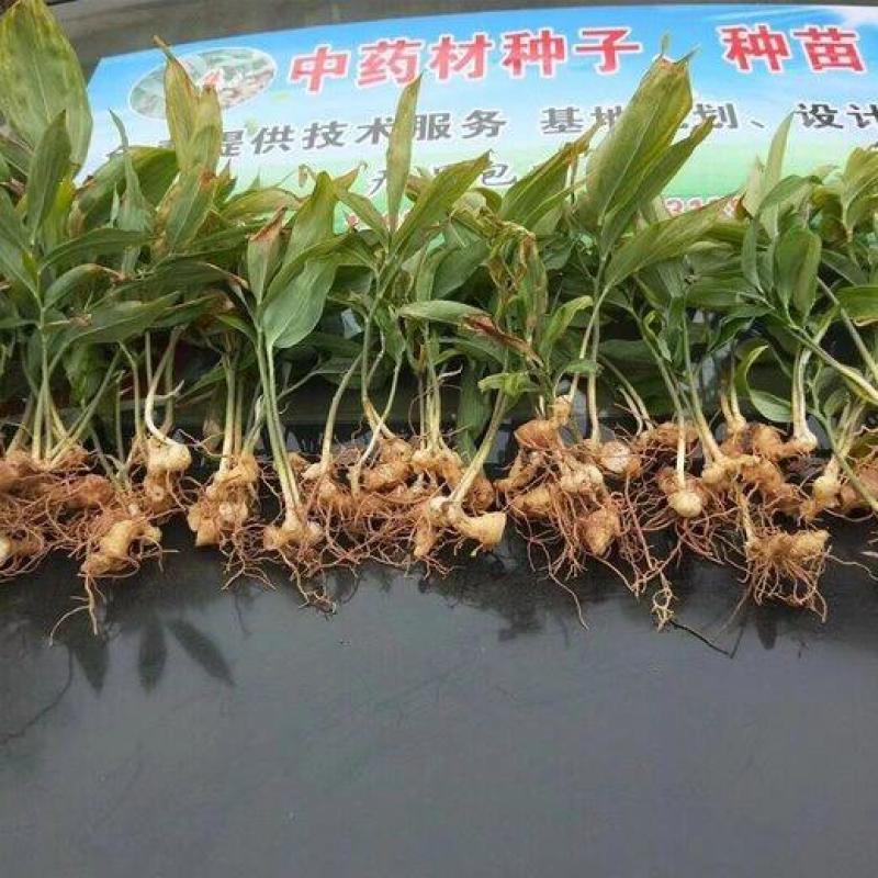 黄精种苗