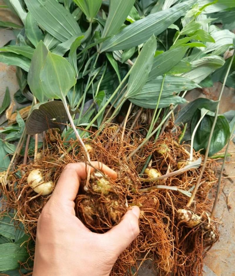 黄精种苗