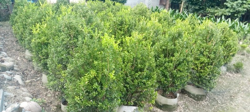 瓜子黄杨塔球专1业8种0植8自4产8自6销2量6大3从8优