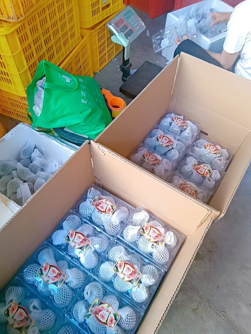 全年供应无花果空运，冷链，物流