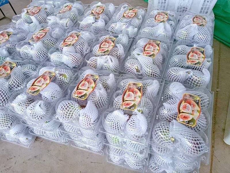 全年供应无花果空运，冷链，物流