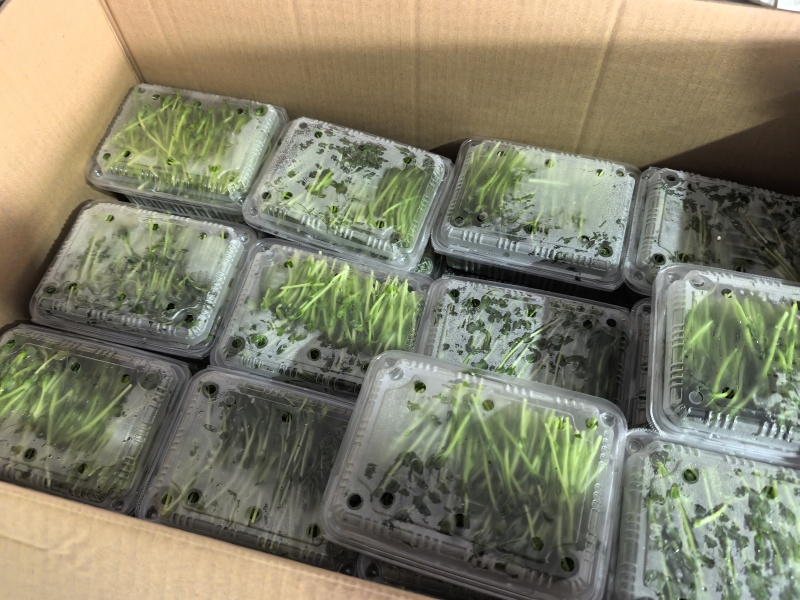 水培豌豆苗一手货源，价格优惠，欢迎采购看货