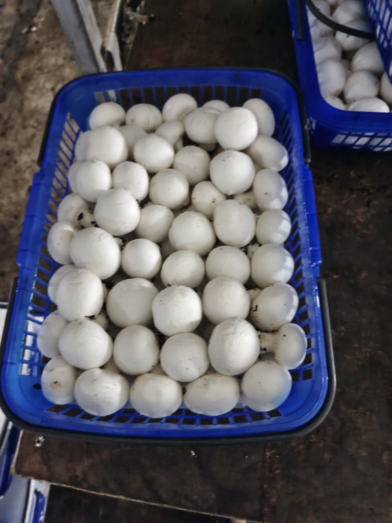 白蘑菇