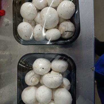 白蘑菇
