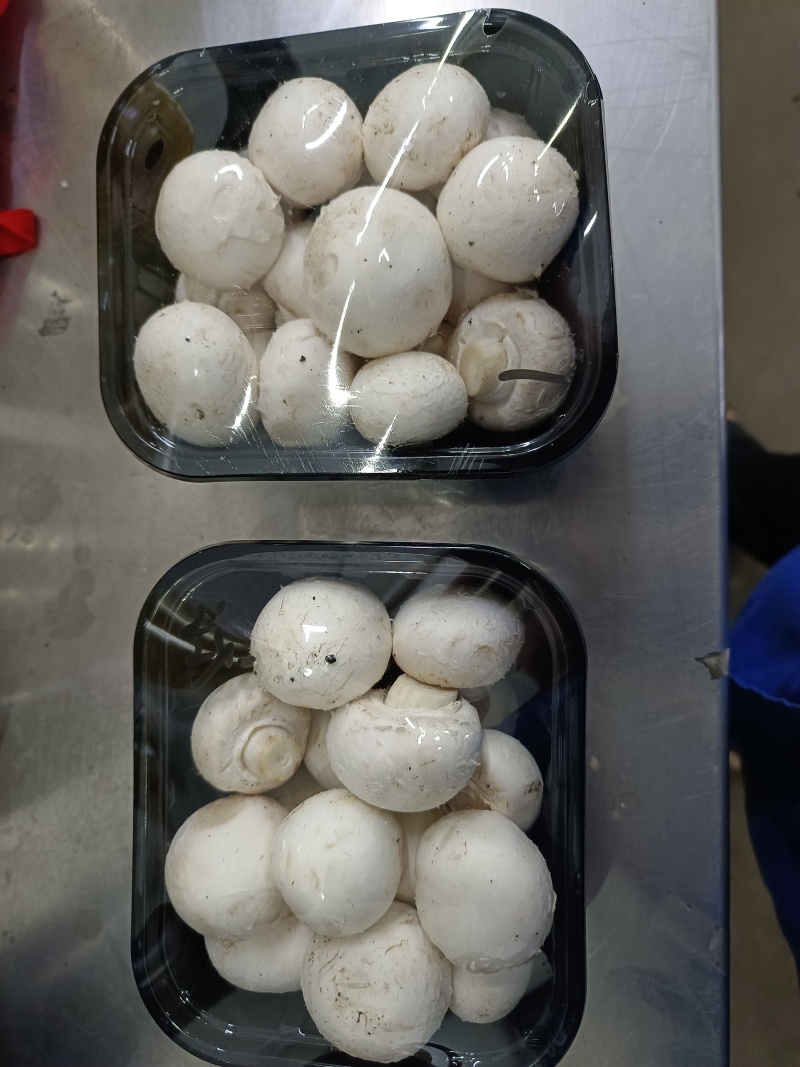 白蘑菇