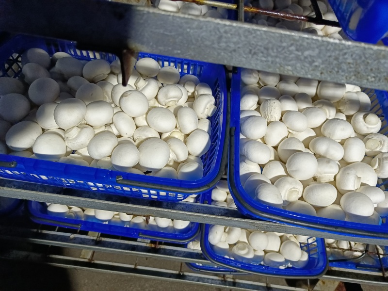 白蘑菇