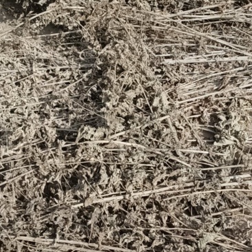 艾草三年的还有一年的