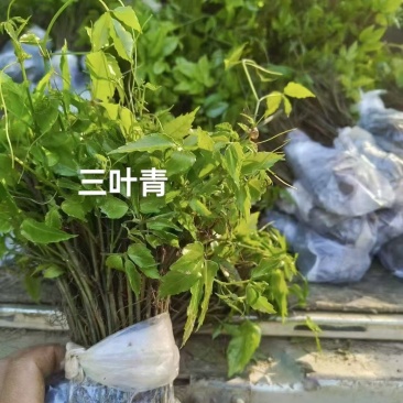 三叶青