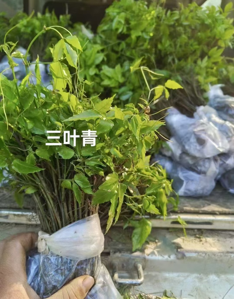 三叶青