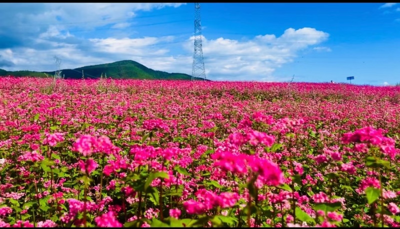 红甜荞麦种子