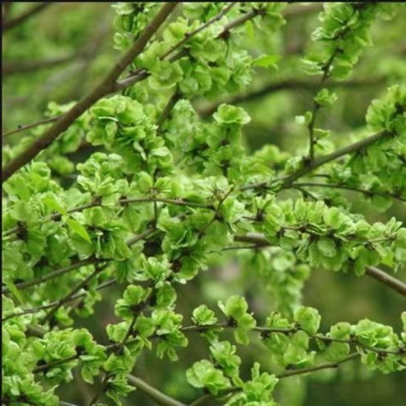 河南榆钱
