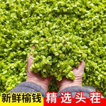 河南榆钱