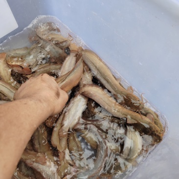 本地塘鲺，好靓的品种，跟野生塘鲺一样