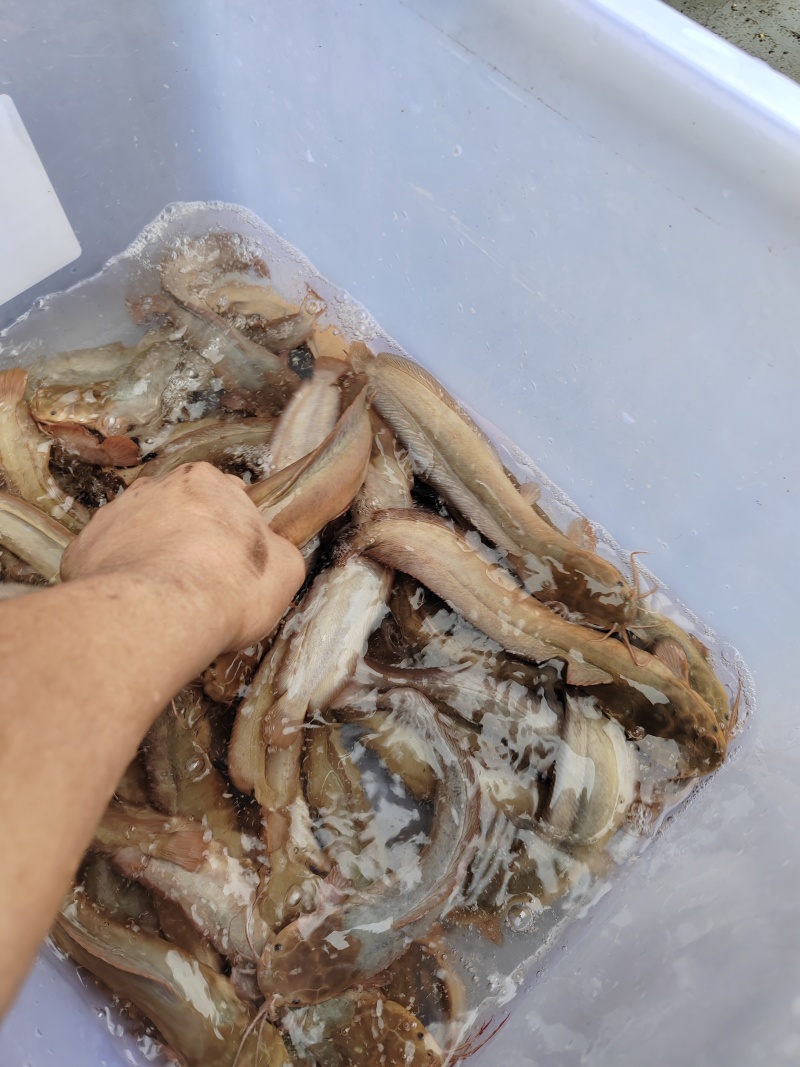 本地塘鲺，好靓的品种，跟野生塘鲺一样