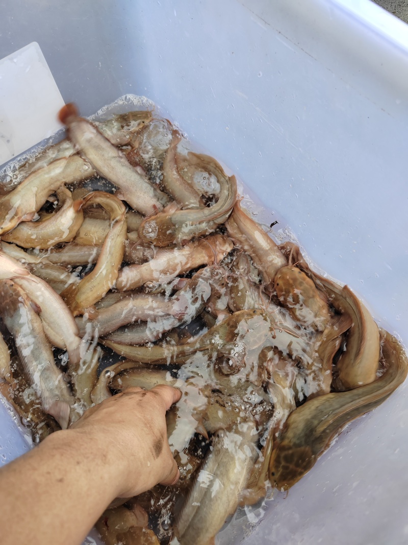本地塘鲺，好靓的品种，跟野生塘鲺一样
