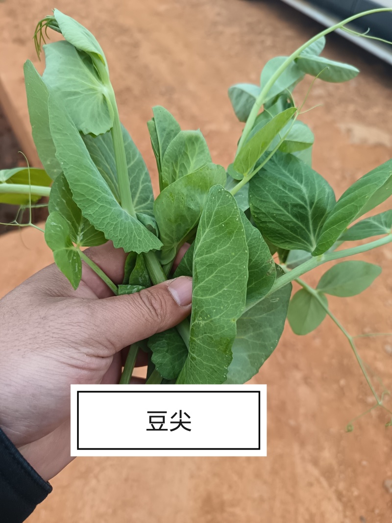 豌豆尖大量上市