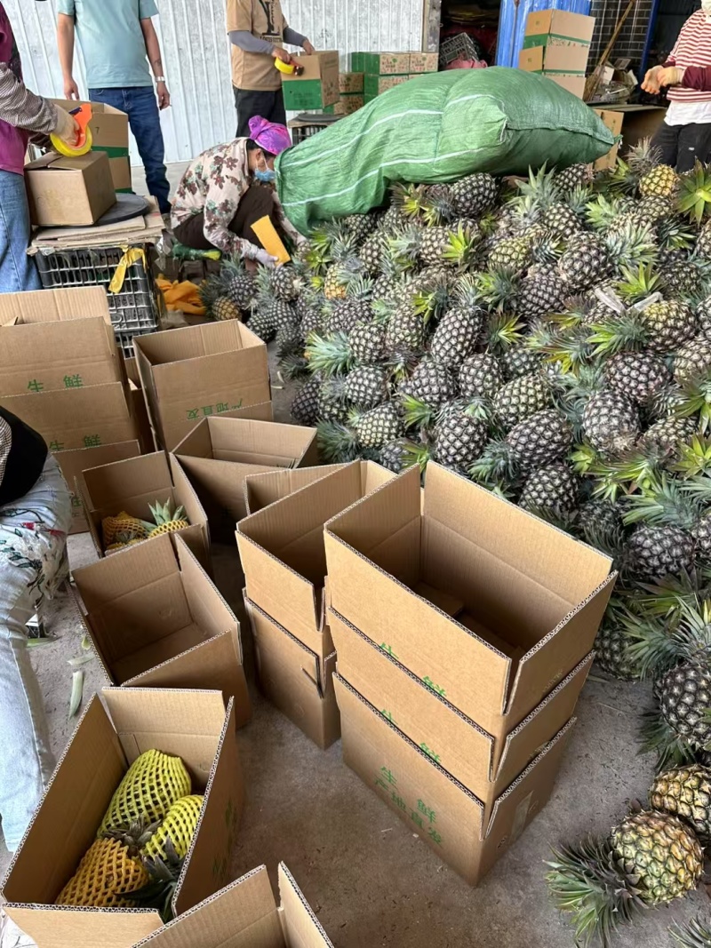 凤梨支持一件代发