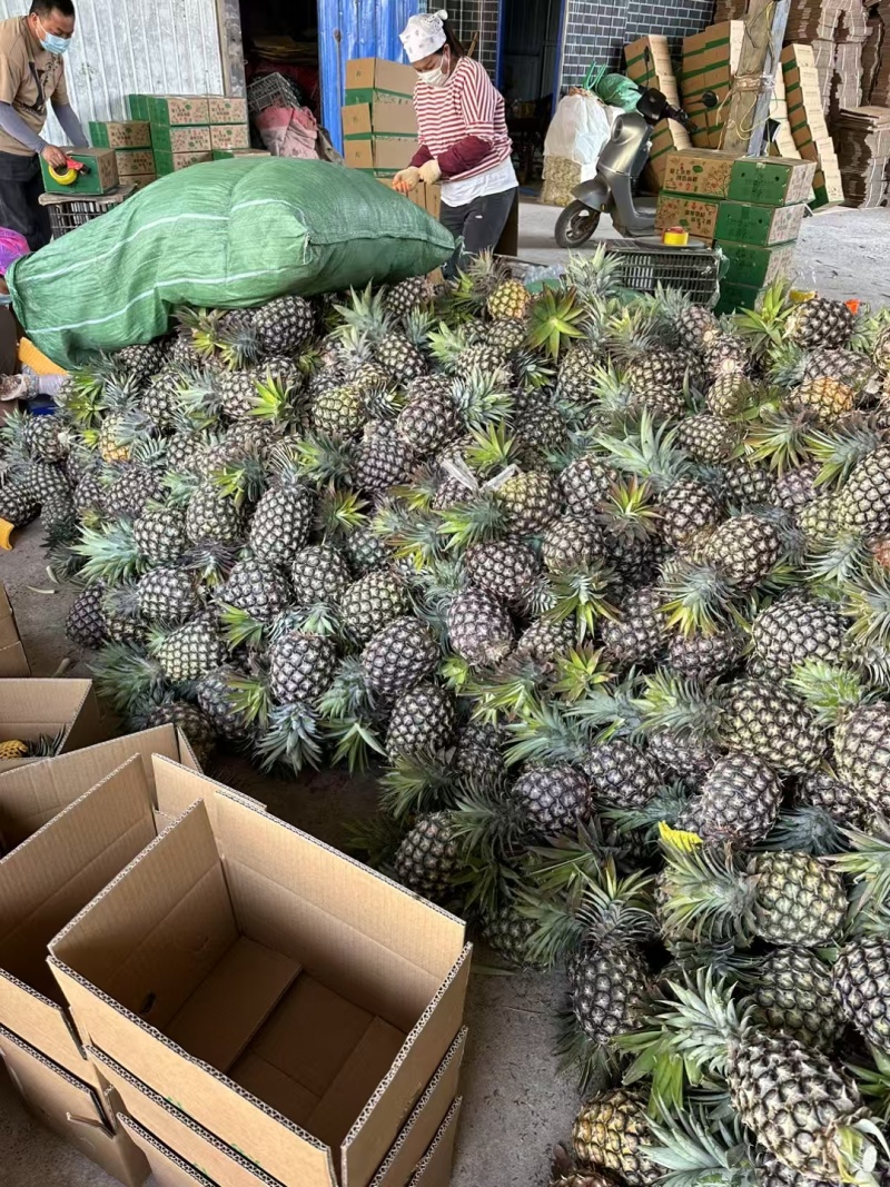 凤梨支持一件代发
