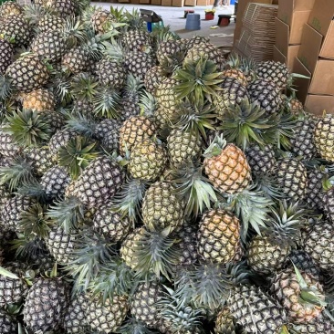 凤梨支持一件代发
