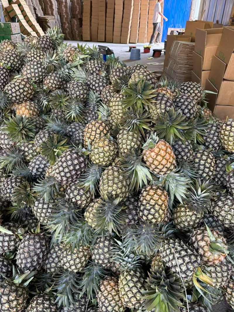 凤梨支持一件代发