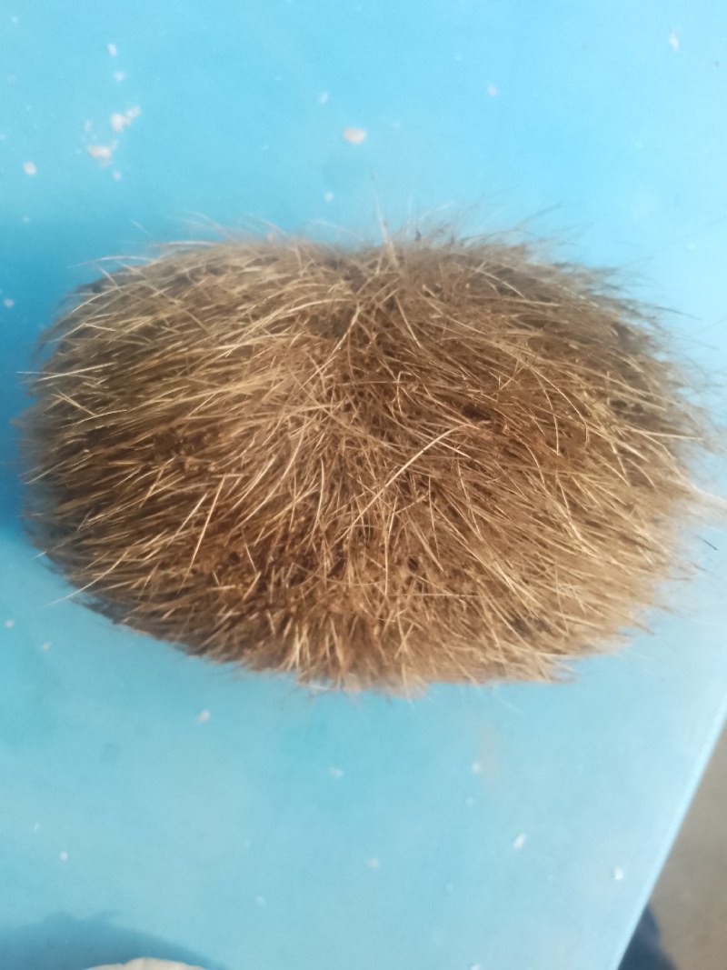 优质猪宝