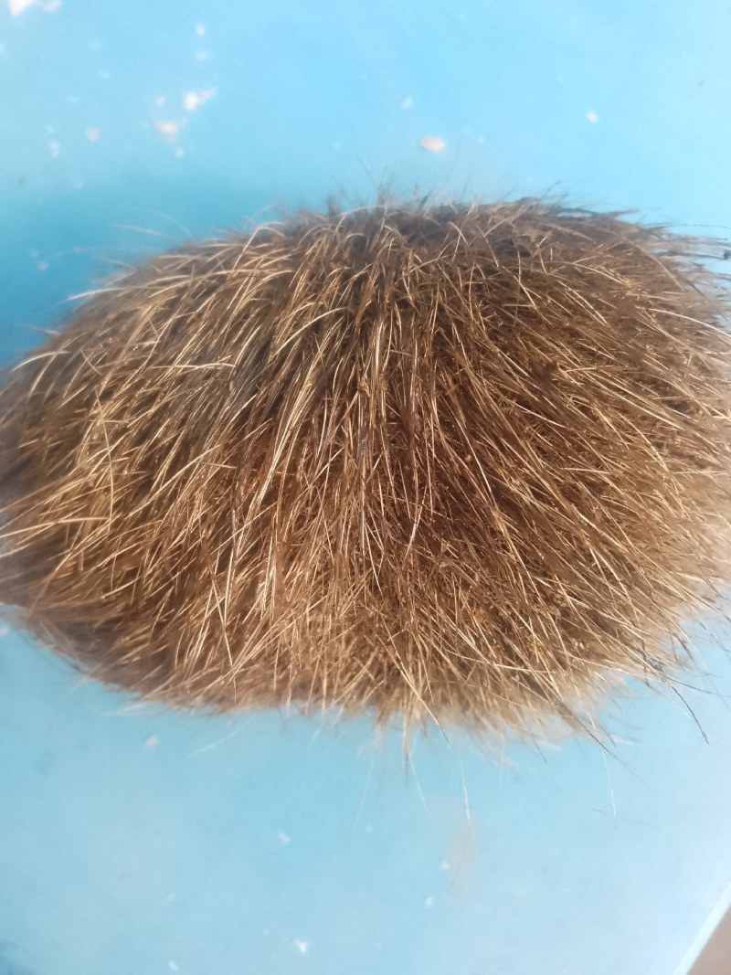优质猪宝