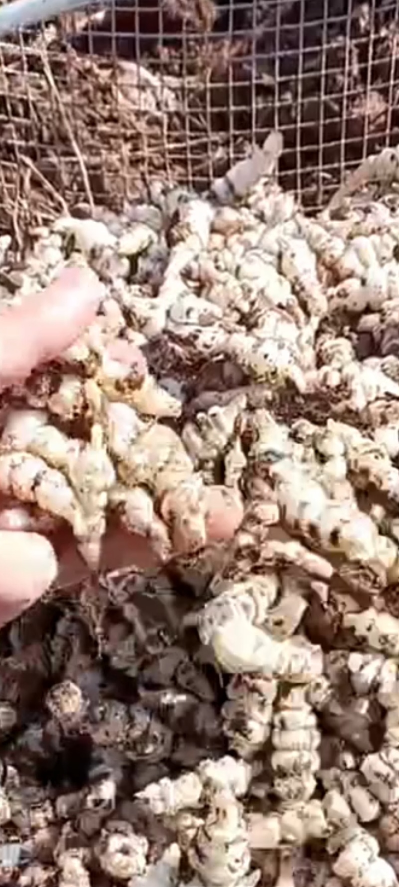 螺丝菜，滴溜溜