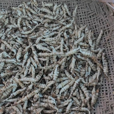 螺丝菜，滴溜溜