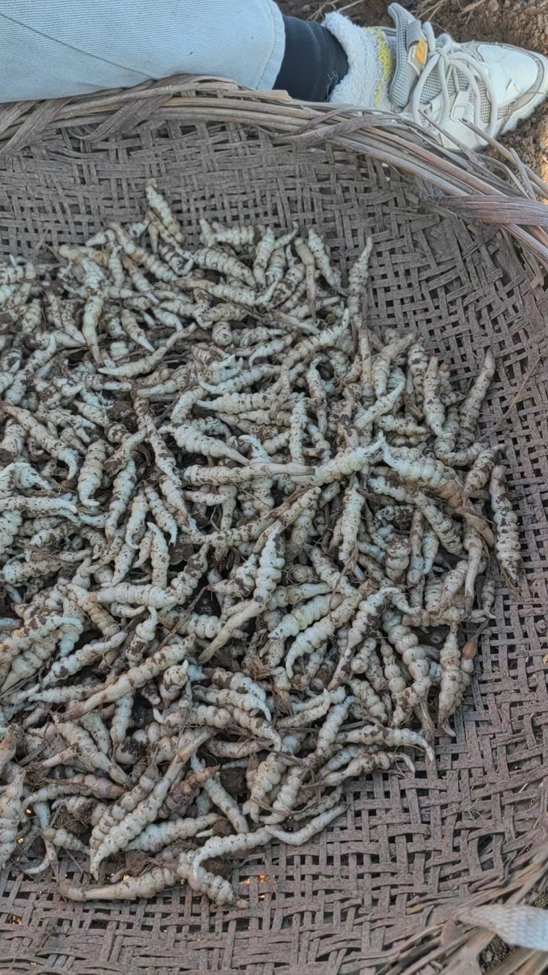 螺丝菜，滴溜溜