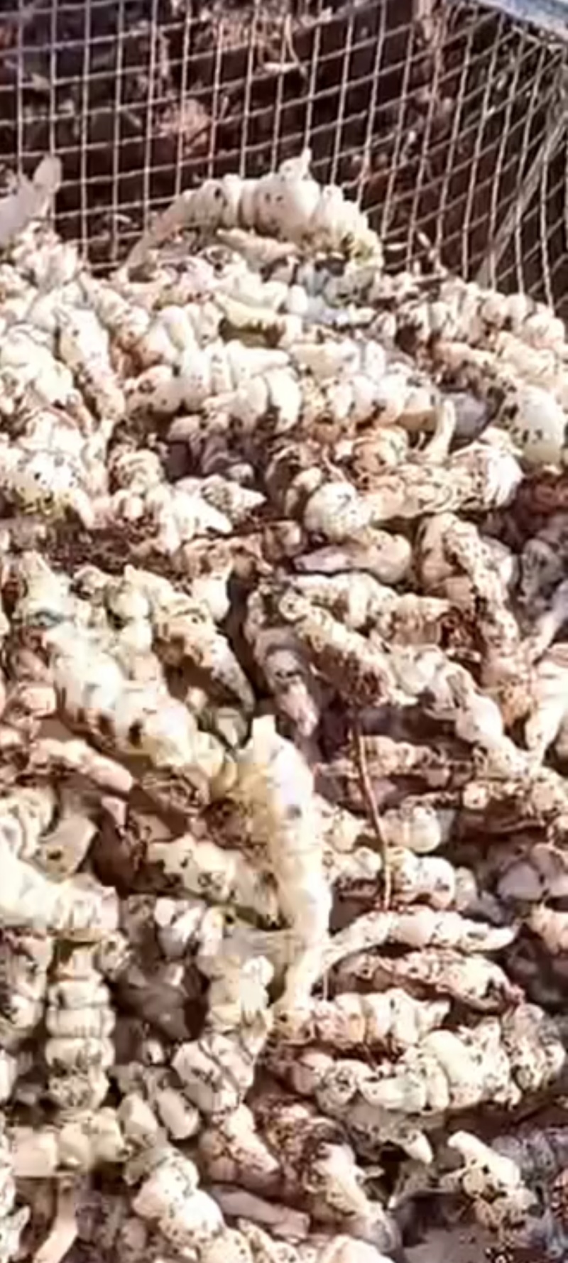 螺丝菜，滴溜溜