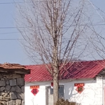 银杏树