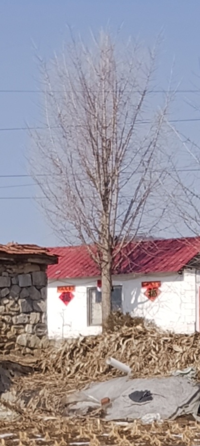 银杏树