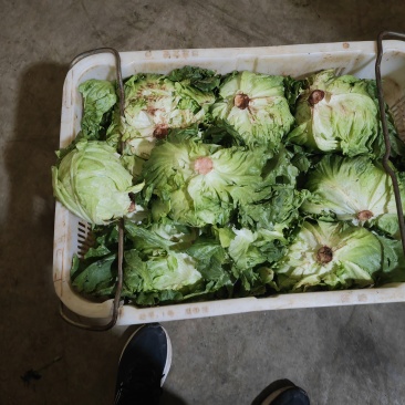 生菜球