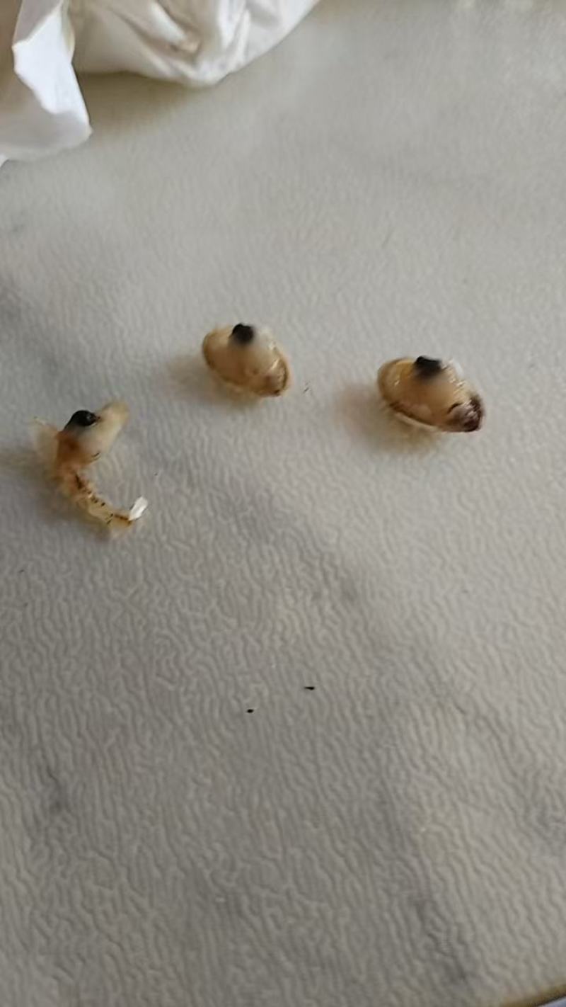海瓜子兰蛤孟哈