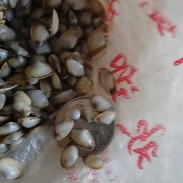 海瓜子兰蛤孟哈