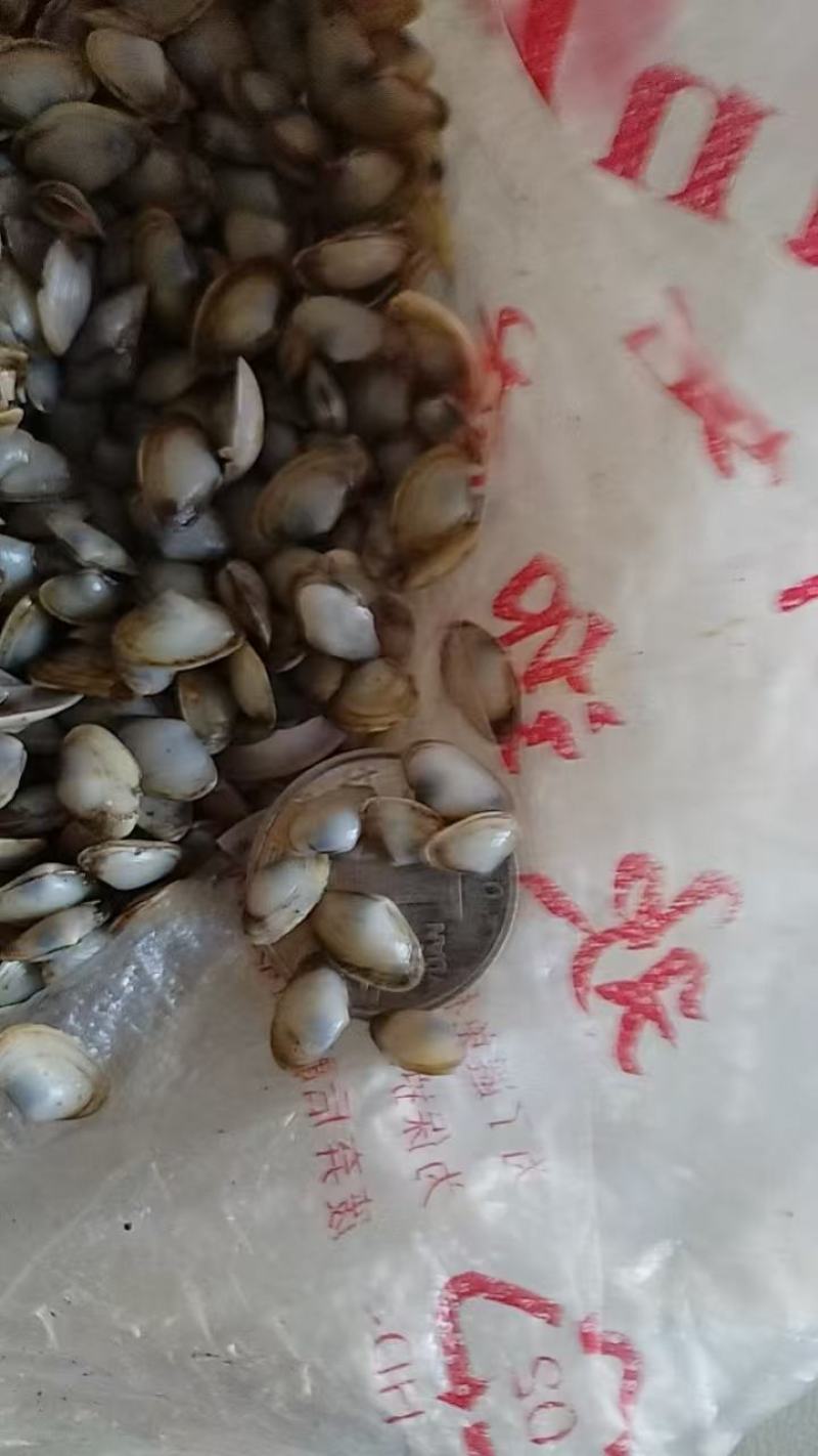 海瓜子兰蛤孟哈