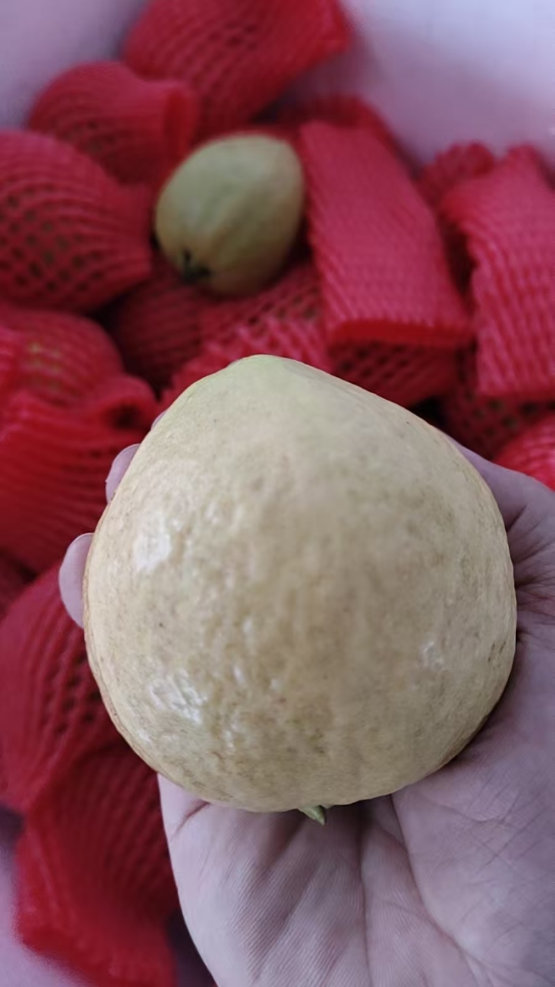 奶油芭乐，草莓芭乐