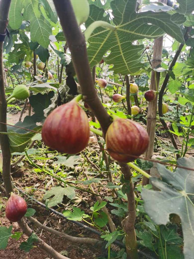 无花果树