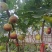 无花果树