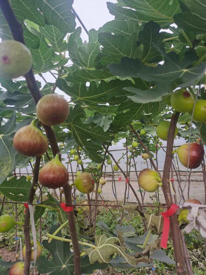 无花果树