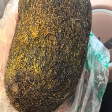 猪宝，也叫朱砂，需要可以联系