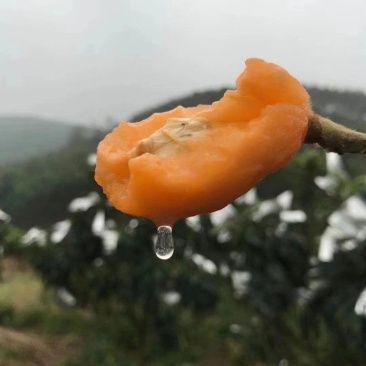 枇杷