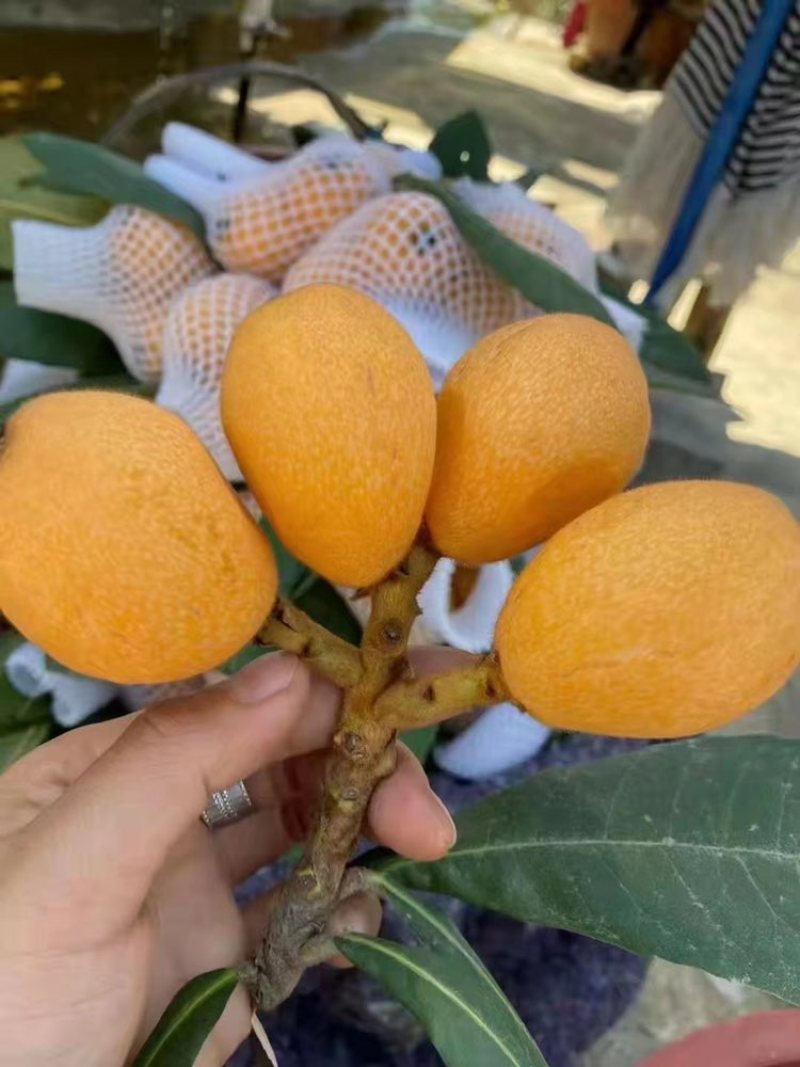 枇杷