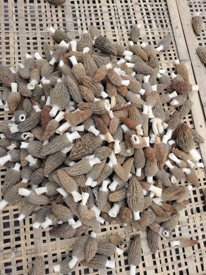 羊肚菌