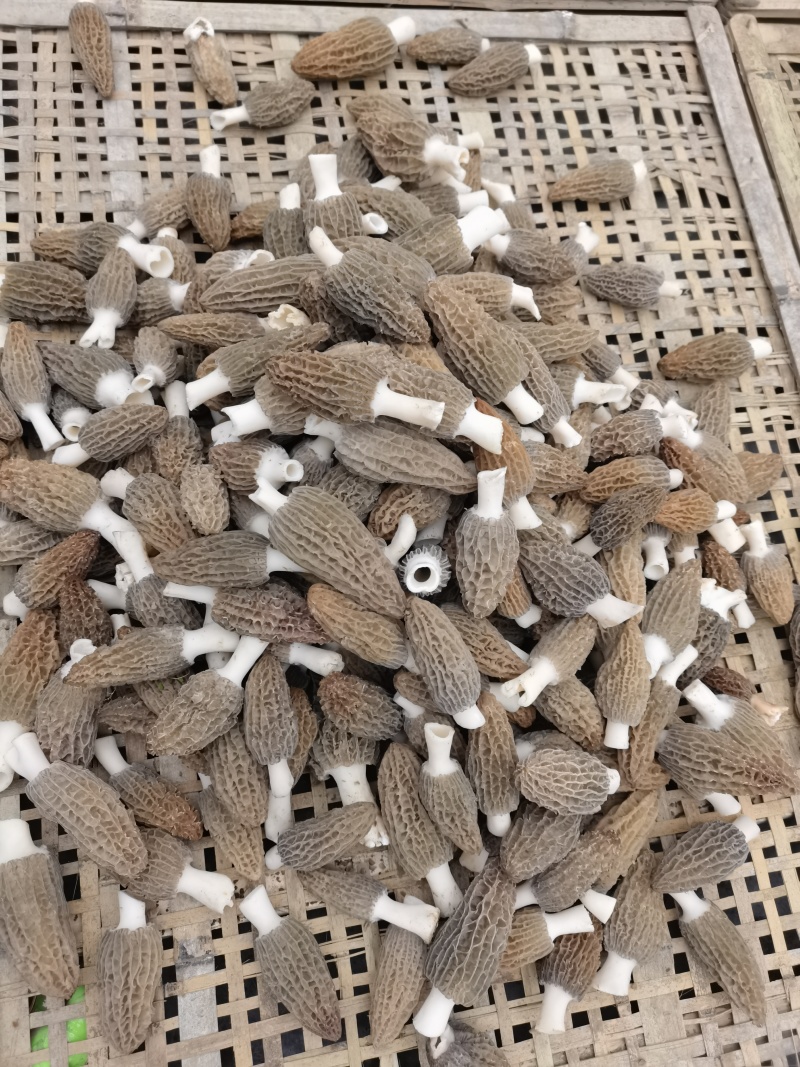 羊肚菌