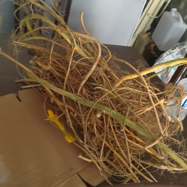 野生白花牛奶根
